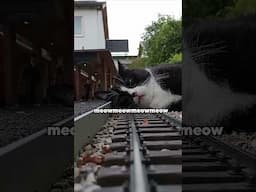 Cat vs Train #funny #voiceover #cat