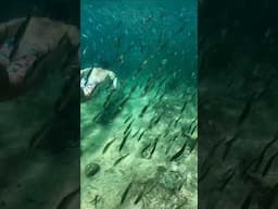 Swimming in Thousands of Fish | Okinawa, Japan #snorkeling #nature #shorts #japantravel #underwater