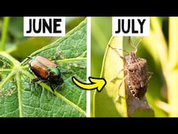 These Pests Are Coming For YOUR Peppers (Timing Is Everything)