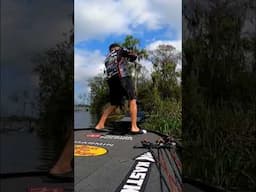 Catch, weigh, release. Repeat. #fishingboat #bassfishingismylife #bassangler #fishingship #bass