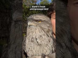 Earth’s Most Unimpressed Bird
