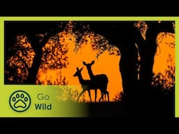 Monfragüe National Park | Go Wild
