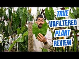 🪴 Anthurium balaoanum After 18 Months – Shocking Growth! 😲