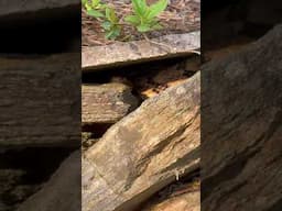Grave Infested with Snakes—Timber Rattlesnake Inside This Tomb