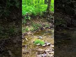 Winding Creek on this OWNER FINANCED 6+ acres in Ozarks [Only $1,500 Down!] CG32 #shorts