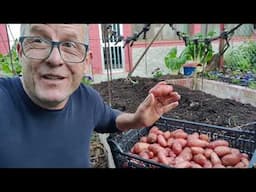 Cosecha de patatas 2025
