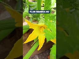 Flores macho y hembra de la calabacita👌🌱