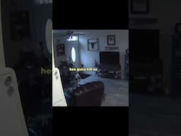 Dog slams into wall #funny #voiceover #dog (source vid from bihema via Reddit)