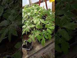 Soil Blocks VS Plastic Containers For Seed Starting Which Is Better