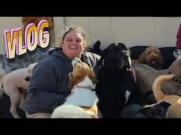 Meet My Furry Co-Workers // VLOG