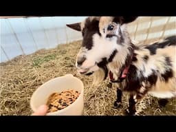 Goat Recovery: Final Update Cookie Update VLOG #9 We Are Where We Are