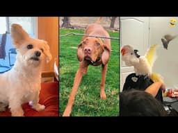 Funny ANIMALS videos 😂 Funniest CATS😺 and DOGS🐶 2025