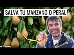 CÓMO USAR COBRE PARA SALVAR UN PERAL O MANZANO: fungicida sistémico + poda formación || en20metros