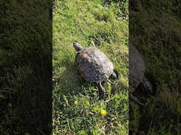 35 YEAR OLD RED EARED SLIDER GOES CRAZY OUTSIDE! GRANDMA TURTLE #reptiles #turtle #snake