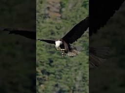Floating Fish, Ruthless Birds, and Zero Mercy, The Wildest Hunt You’ll See Today
