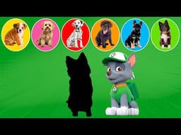 PAW Patrol: What's Rocky's breed in real life?