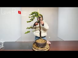 How to bend a bonsai - great bonsai bending skills | love bonsai