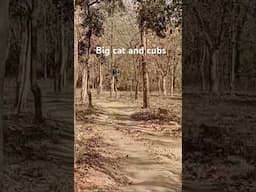 #wildlife #tiger #indiansafari #ranthambore #ranthamboretigerreserve #junglesafari #nationalpark