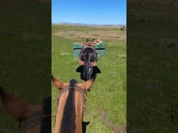 When someone asks you what your plans are for the day... 🫏🐑🐎 #horse #equestrian #patagonia