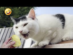 You Laugh You Lose😋😻New Funniest Dogs and Cats 2025😹🐕 #10