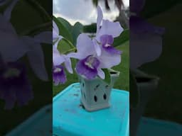 Final blue cattleya orchid