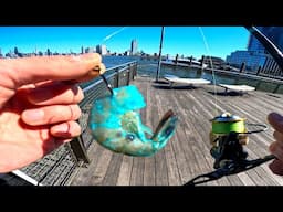 East River Fishing NYC with Bait