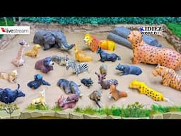 From Wild to Zoo The Longest Animal Journey of Amazing Animals Transformation