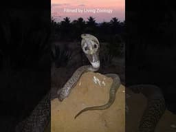 How to compare toxicity of snake venoms