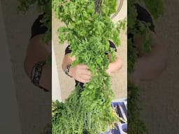 ¡Para qué es buena la matricaria! #Plantas
