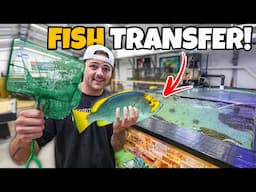 Transferring ALL My GROUPERS into PREDATORY POND!!
