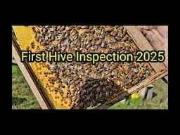 First Hive Inspection 2025