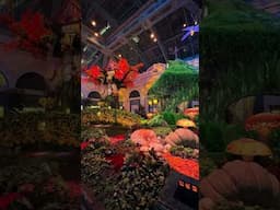 Bellagio Conservatory & Botanical Gardens (2024-10-02, Las Vegas, NV) [4K]