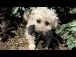 With her crying baby in her mouth, the mother dog ran along the road looking for food and help