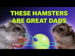 These Adorable Hamster Dads Take Fatherhood Seriously