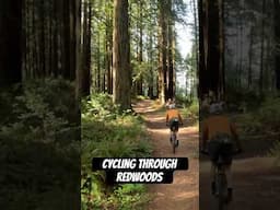 Cycling Through Majestic Redwoods