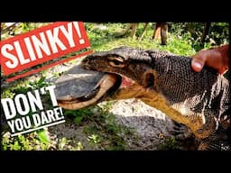 Chinese Box Turtle ESCAPE!!!