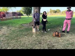 Rescue Dog Turns Out Super Reactive. Dog Daddy Comes To Help.