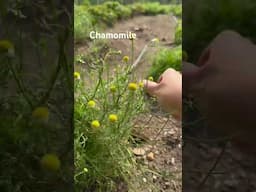 #chamomile #gardening #herbs #herbgarden