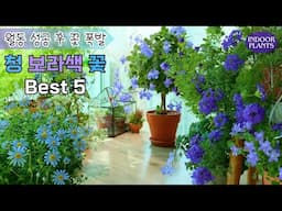 [4K]사계절 꽃피는 가성비 좋은 꽃, 청보라색 모음 BEST 5 /베란다 월동 성공 후, 폭발적인 개화력의 블루가든/한 번 키우면 사계절이 봄