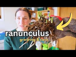 potting up Ranunculus - the Snow is GONE! How to Plant Ranunculus
