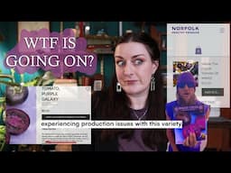 Baker Creek vs The Purple Tomato - Did they lie??