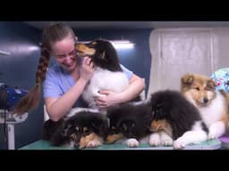 Today I groomed Fox cubs