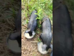 The pigs made it to their new pigpen today. video coming soon.