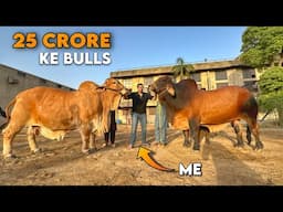 25 Crore Ke Bulls For Qurbani - Most Expensive Cattle Farm in Lahore, Pakistan