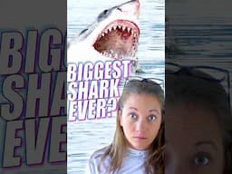 Biggest Male Great White Shark Ever Recorded! #shorts