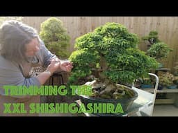 Late Spring Pruning On The XXL Shishigashira + Nursery Walk About -Greenwood Bonsai