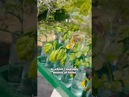 Multiply your plants for free 🌿 Check out my DIY Propagation Station 🌱 #garden #gardening #hacks