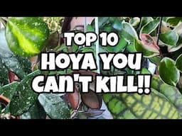 10 Hoya You Can't Kill! 🌿 drought tolerant + underrated Hoya for beginners & houseplant collectors 🖤