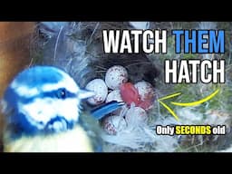 Nesting Series - HATCHING = Busy Mom & Dad