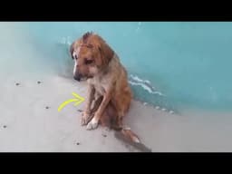 Even though She Was Injured, She Still Tried Her Best to Protect Her Puppy From Human Scorn